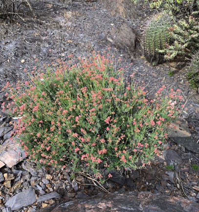 Apr 4 - Another mystery shrub in the neighborhood. Is it buckwheat? The faded pink flowers are quite lovely.